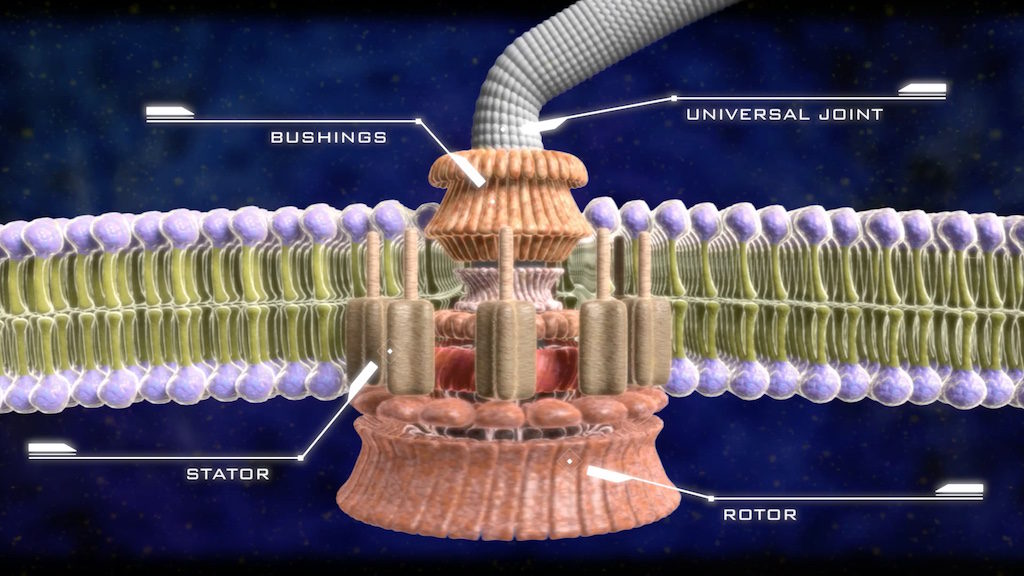 What Are 3 Parts Of Flagellum