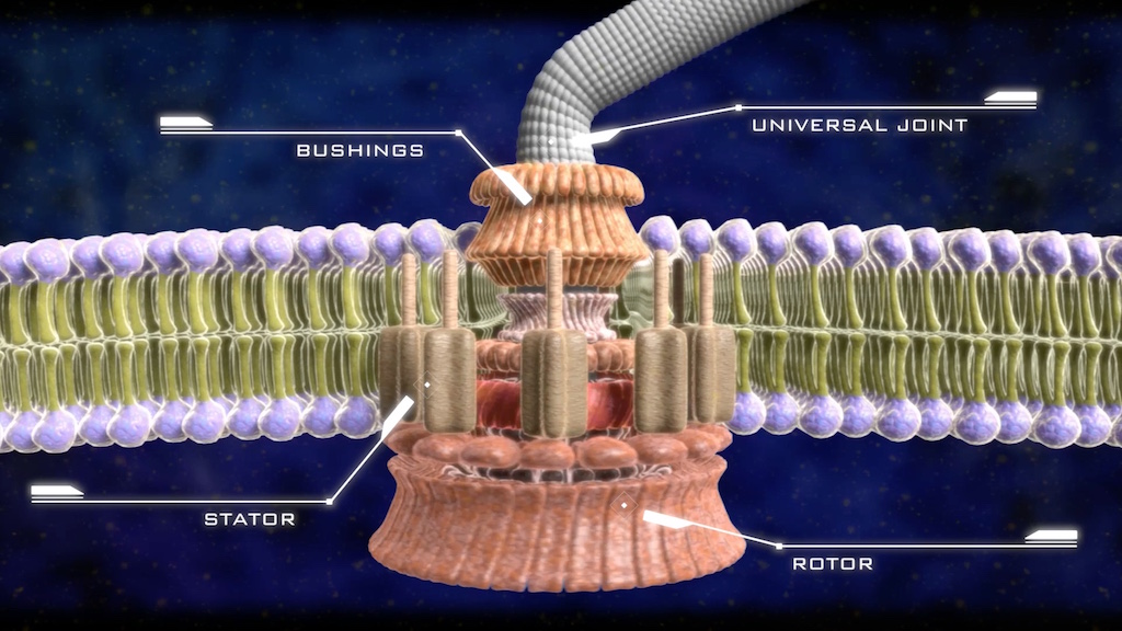 bacterial-flagellum-revolutionary